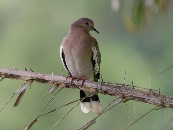 <h3><a href="/trips/costa-rica/biota/animalia/chordata/aves/026 columbiformes/001 columbidae/zenaida asiatica/zenaida asiatica-nl.html">Zenaida&nbsp;asiatica</a> / White‑winged&nbsp;dove / Witvleugeltreurduif</h3>OM-1 Mark II met OLYMPUS M.150-400mm F4.5, 1/2000 sec  bij F4.5, ISO 2000, afstand 8.58&nbsp;m